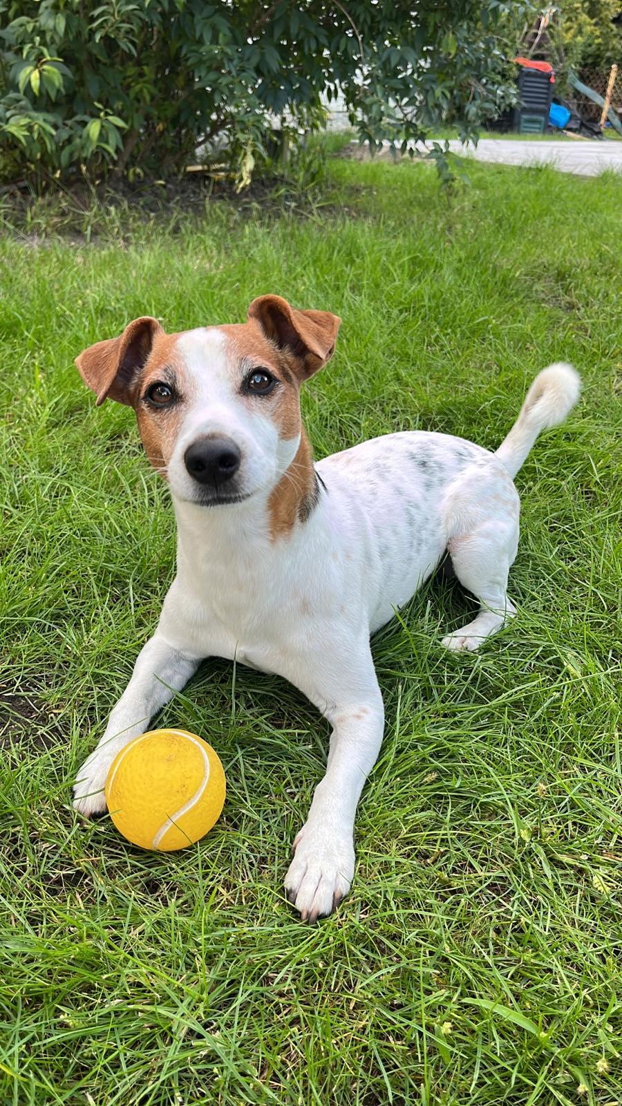 Dizelek — Wasz pies z żółtą piłką